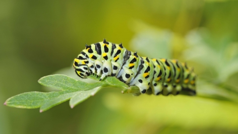 Swallowtail Butterfly Caterpillar