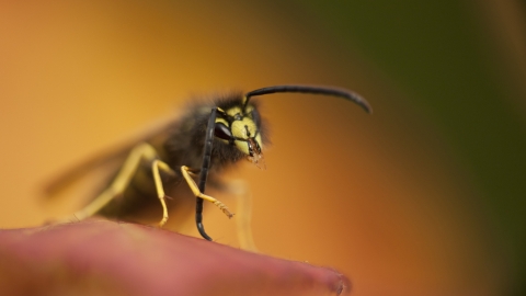 Common Wasp