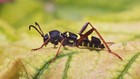 Wasp Beetle