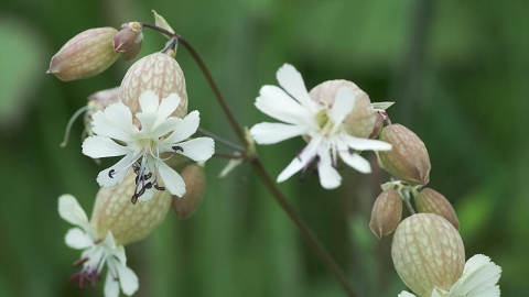 Bladder Campion