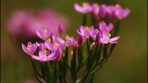 Common Centaury