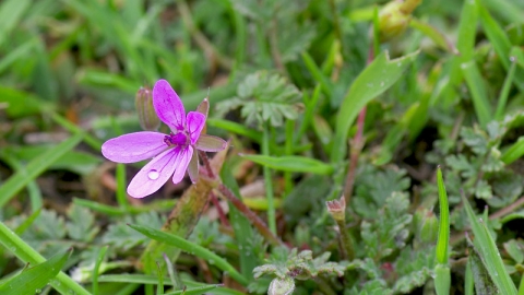 Stork's-bill