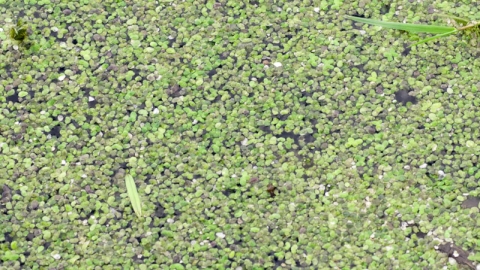 Common Duckweed