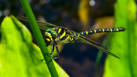 Golden-ringed Dragonfly