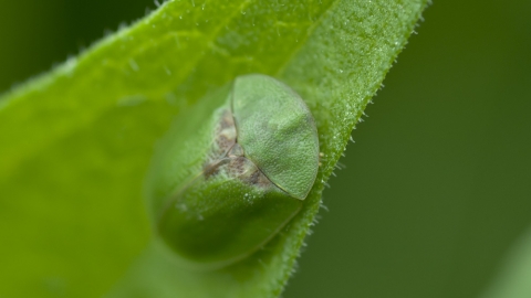 Green Tortoise Beetle