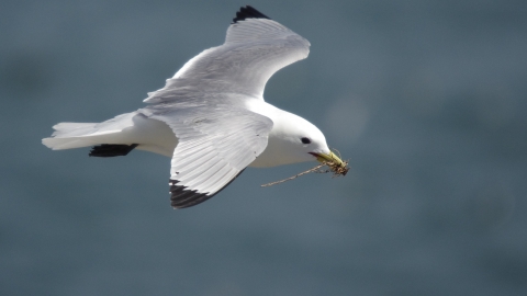 Kittiwake