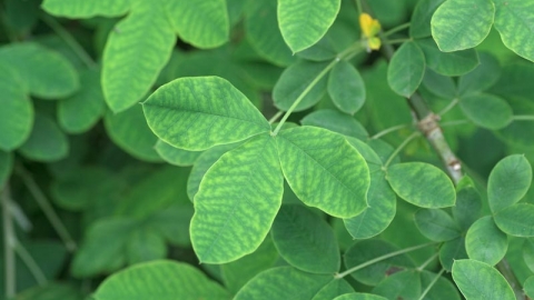 Common Laburnum