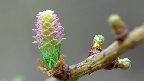 European Larch