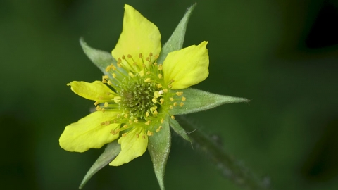 Wood Avens