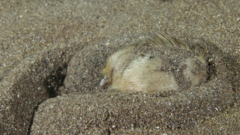 Sea potato