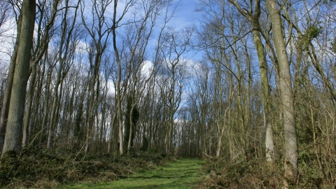 Muckton Wood
