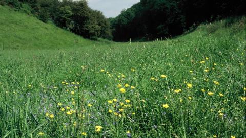 Ancaster Valley