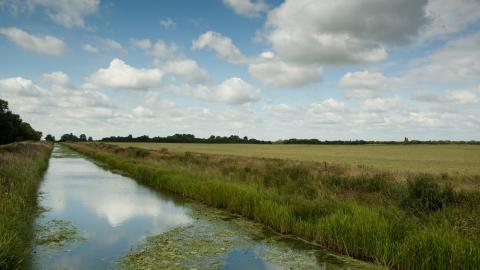 Willow Tree Fen