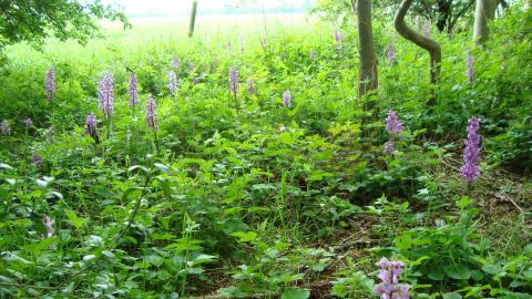 Early Purple Orchids Bloxholm Wood