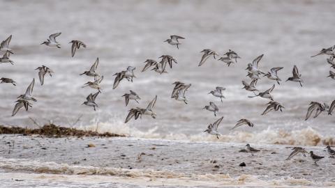 Gibraltar Point