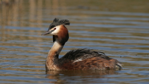 Great Crested Grebe