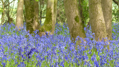 Goslings Wood Bluebells