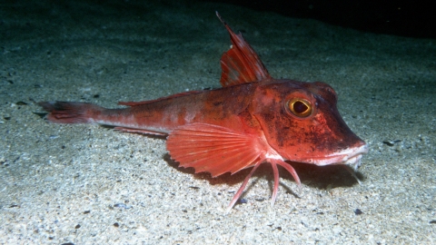 Red gurnard