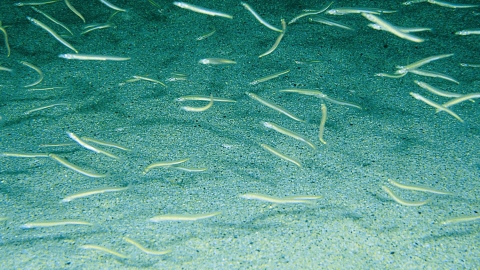 Sand eels