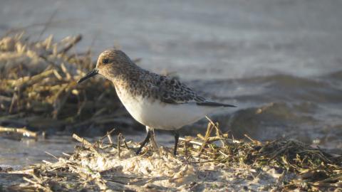 Gibraltar Point