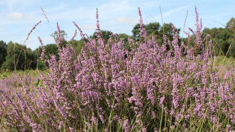 Scotton Common