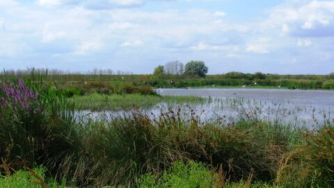 Willow Tree Fen