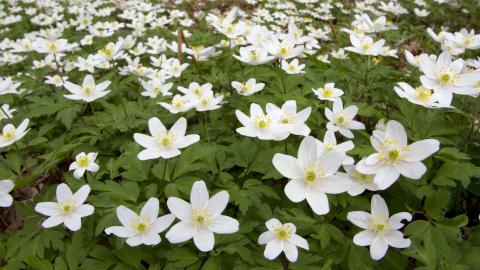 Wood Anemones