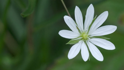 Lesser stitchwort