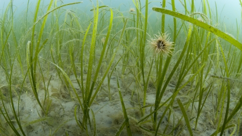 Common eelgrass