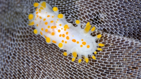 Orange-clubbed sea slug