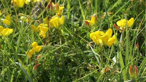 Bird's Foot Trefoil