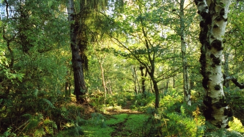 Friskney Decoy Wood