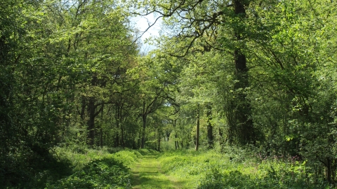 Hoplands Wood