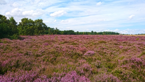 Kirkby Moor