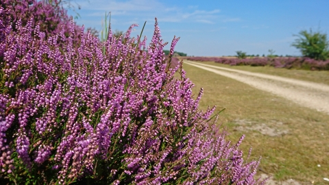 Kirkby Moor