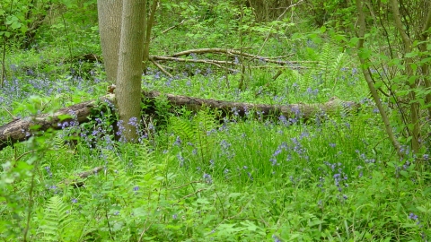 Legbourne Wood