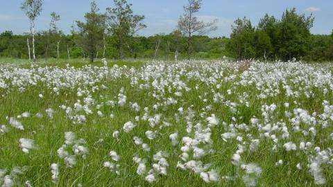 Cottongrass at Moor Farm