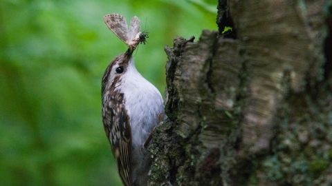 Tree creeper