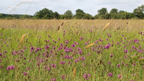 Porter's Lodge Meadow