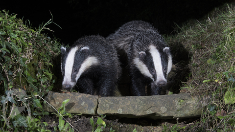 Badgers