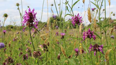 Devil's bit scabious