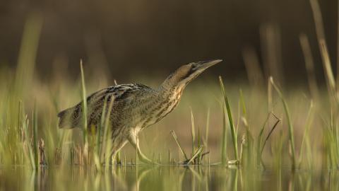 Bittern