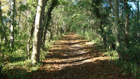 Bloxholm Wood