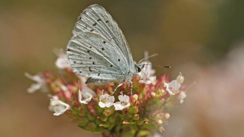 Holly blue butterfly on marjoram