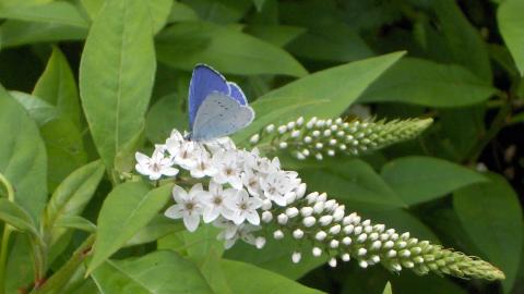 Holly Blue Butterfly