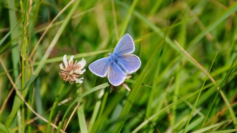 Common blue butterfly