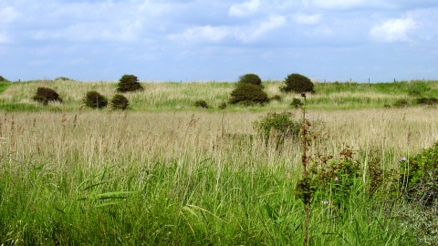 Chapel Six Marsh