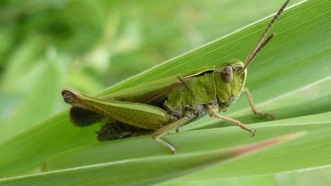 Common Green Grasshopper