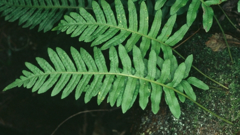 Common polypody