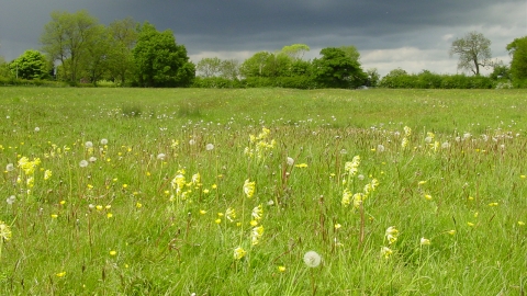 Kingerby Beck Meadow